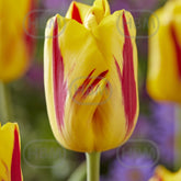 Hectarul - Bulbi de lalea Washington, 5 bulbi